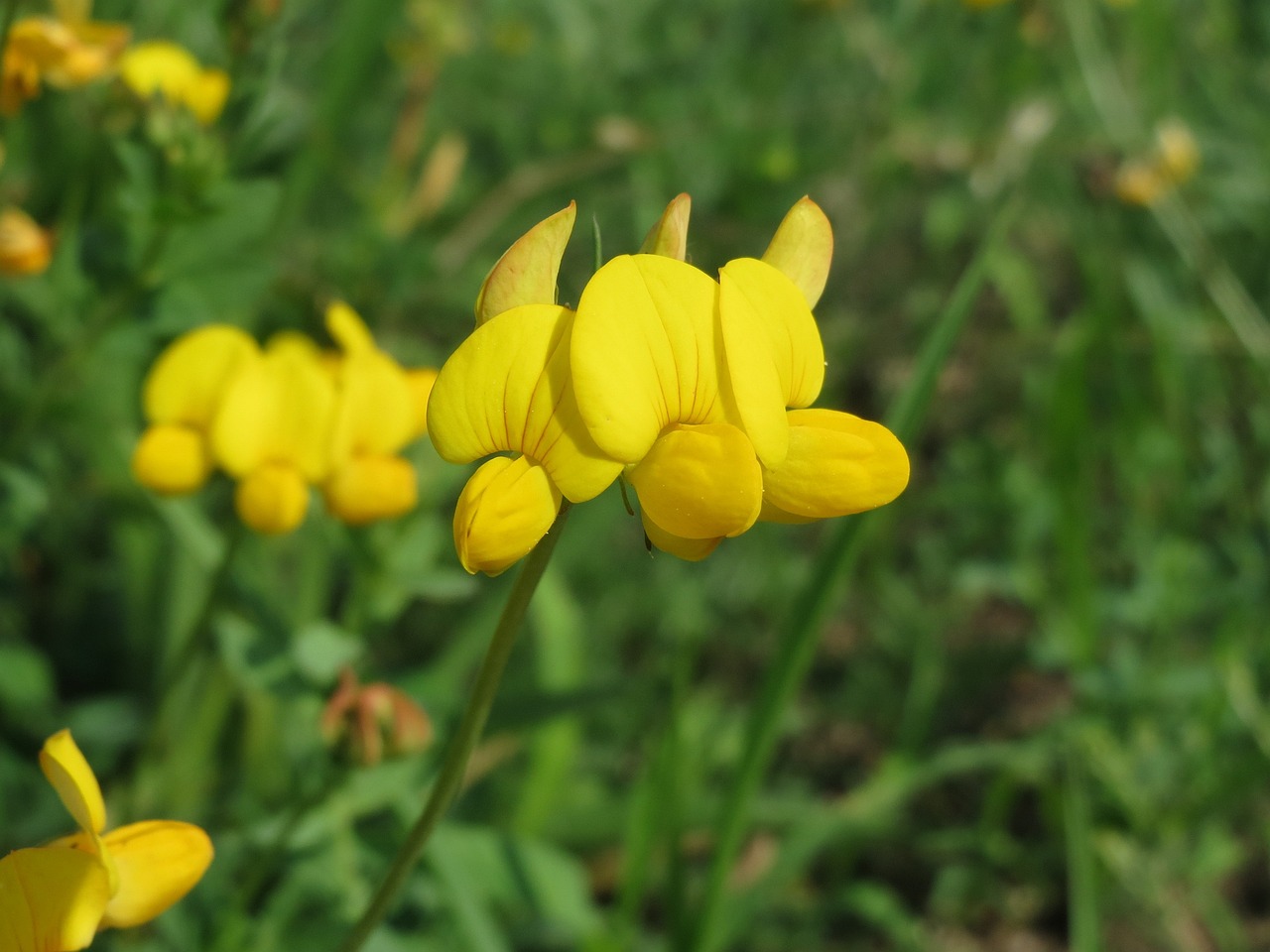 Image of Lotus corniculatus L.