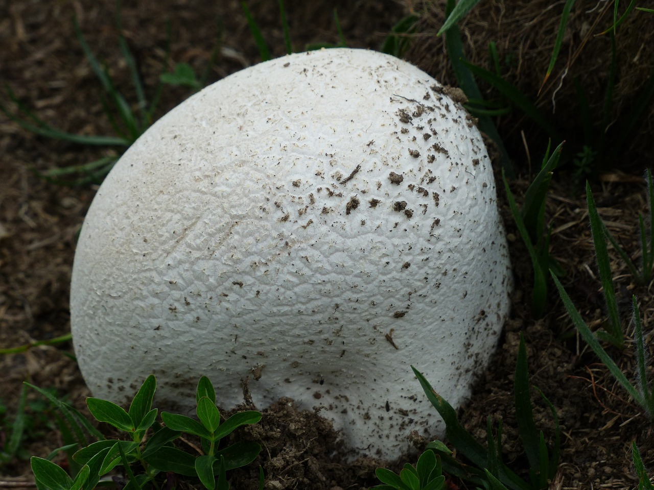 Image of Lycoperdon perlatum Pers.