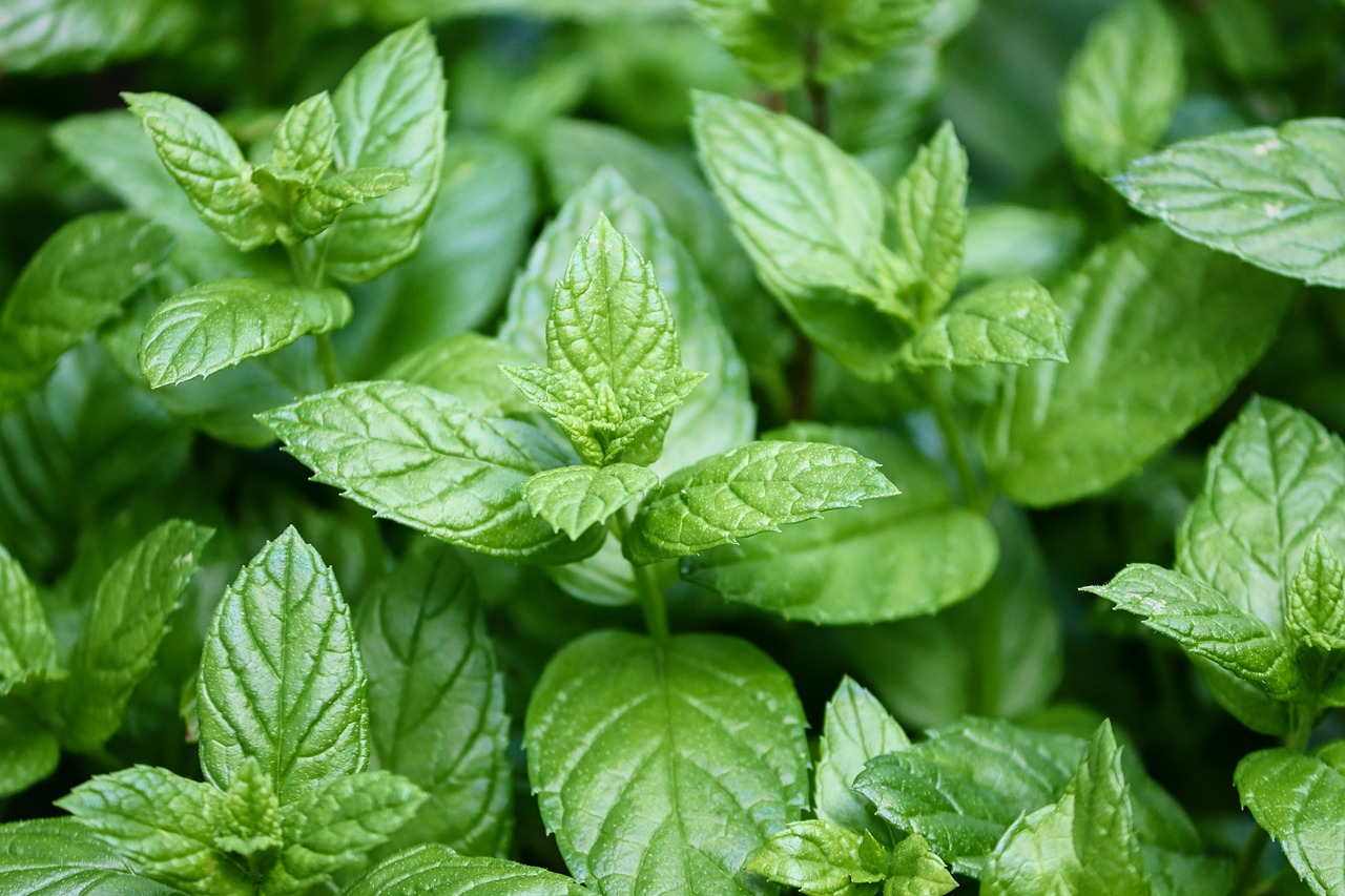 Image of Mentha arvensis L. & Mentha spicata