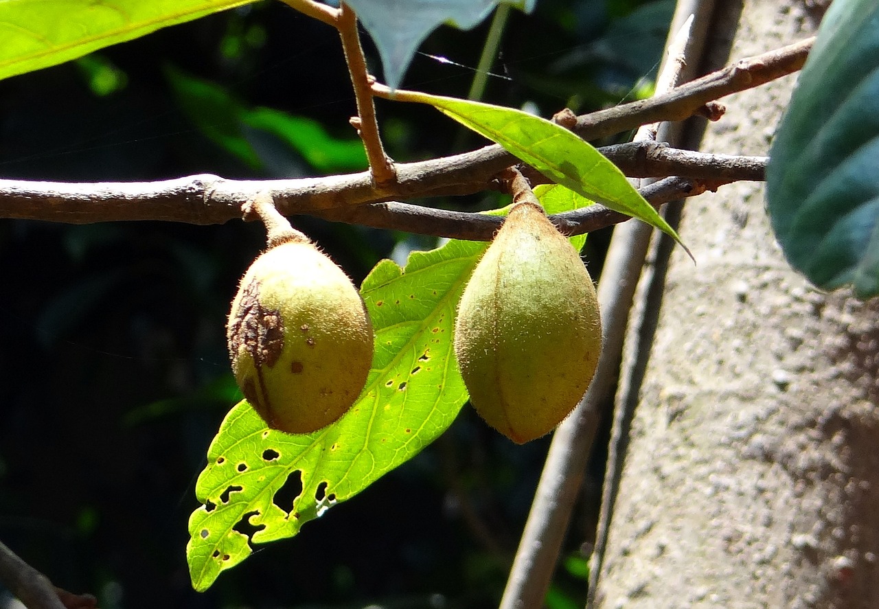 Image of Myristica fragrans Houtt.