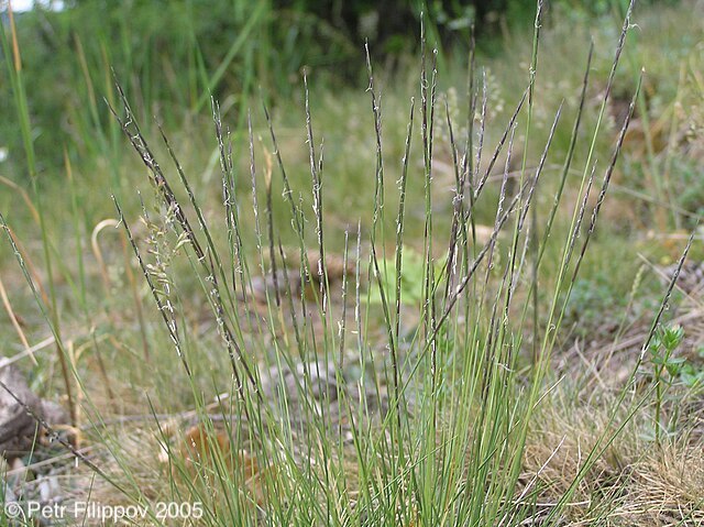 Image of Nardus stricta L.