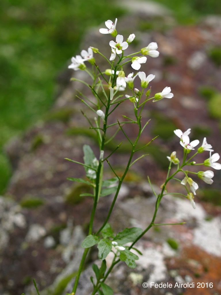 Image of Nasturtium officinale W.T.Aiton