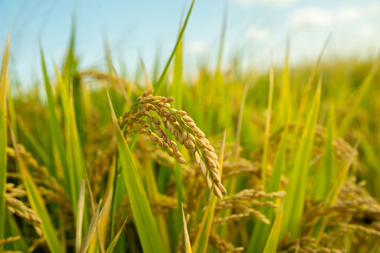 Image of Oryza sativa L.