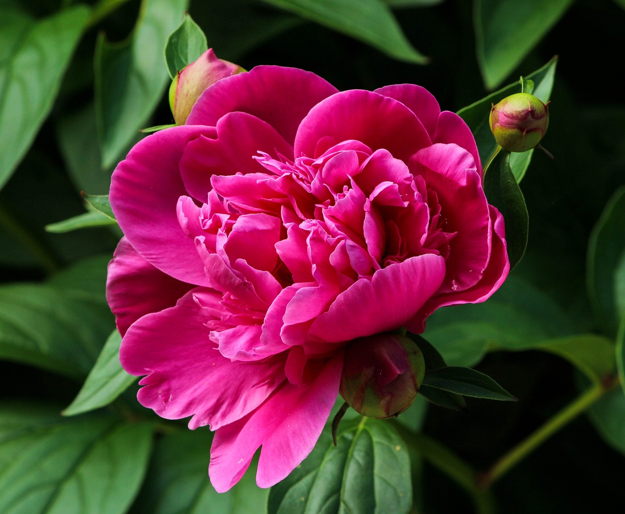 Image of Paeonia lactiflora Pall.