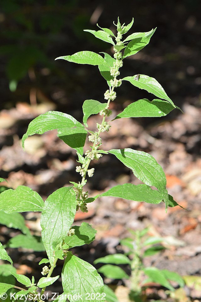 Image of Parietaria officinalis L.