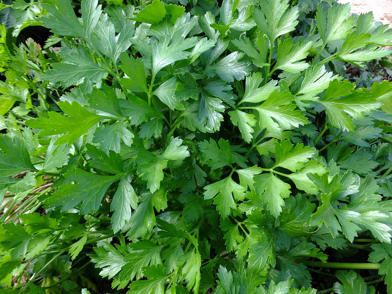 Image of Petroselinum crispum subsp. crispum