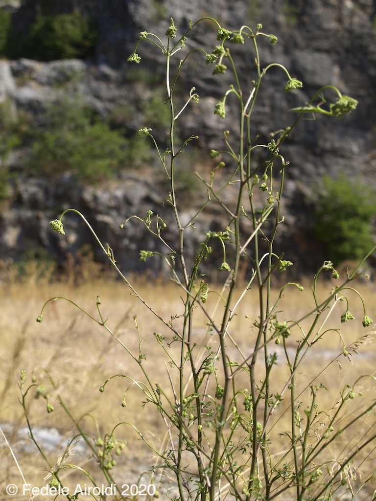 Image of Peucedanum venetum (Spreng.) W.D.J.Koch