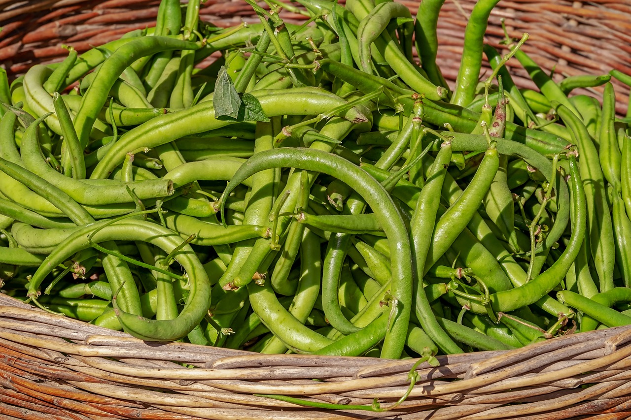 Image of Phaseolus vulgaris L.