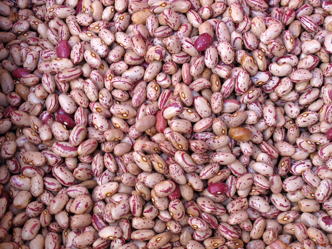 Image of Phaseolus vulgaris L. (var)