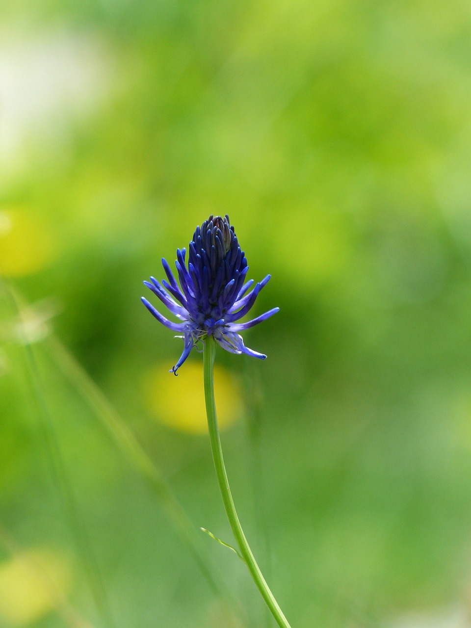 Image of Phyteuma betonicifolium Vill.