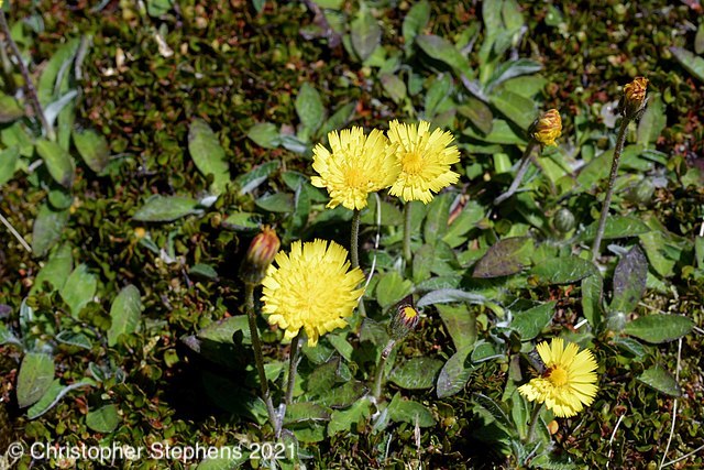 Image of Hieracium pilosella - Pilosella officinarum F.W.Schultz & Sch.Bip.
