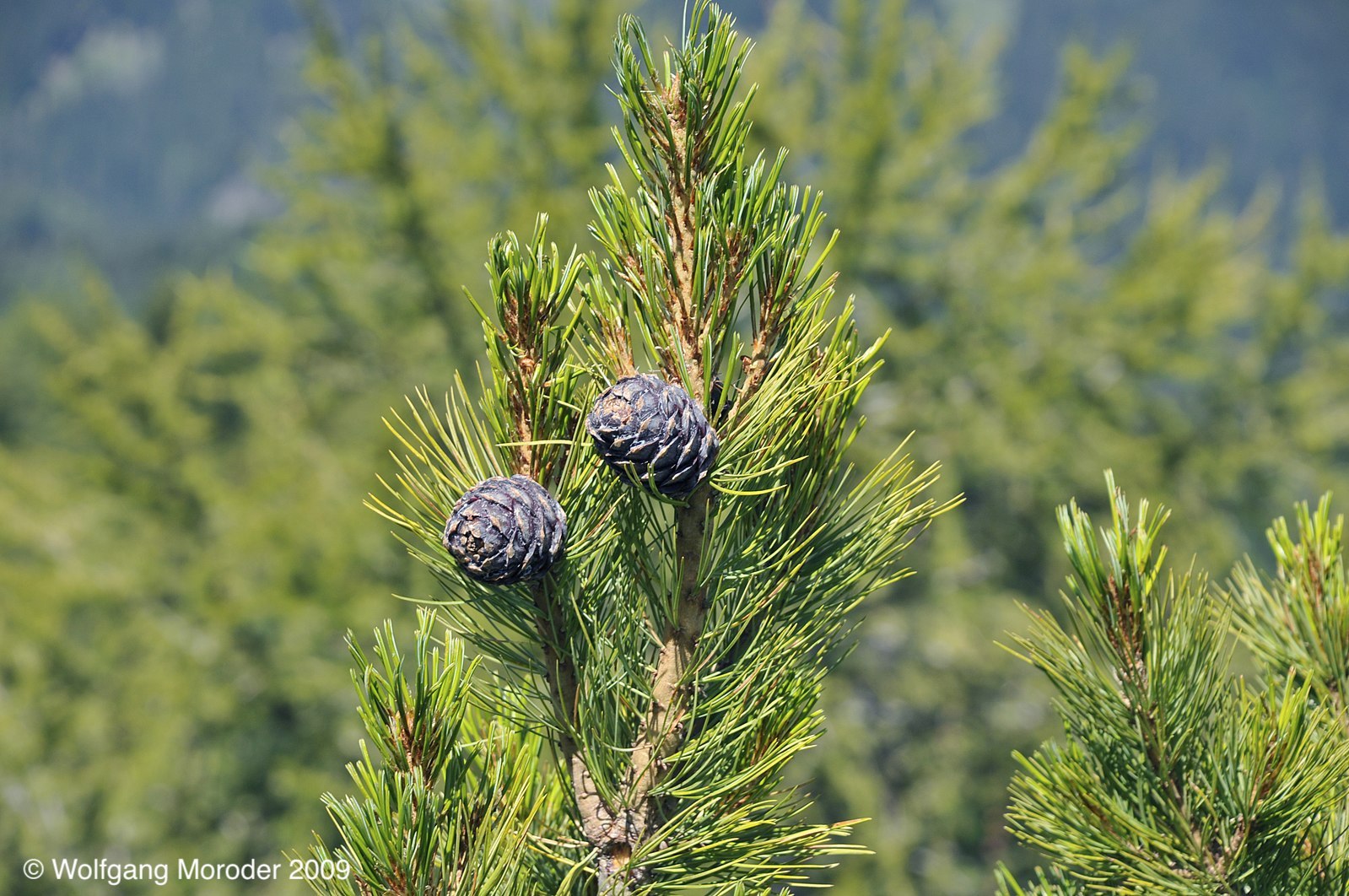 Image of Pinus cembra L.