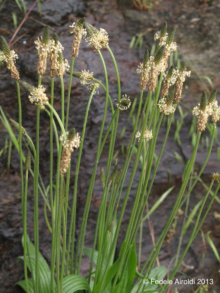 Image of Plantago lanceolata L., Plantago major L. & Plantago media L.