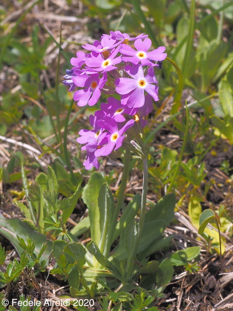 Image of Primula farinosa L.
