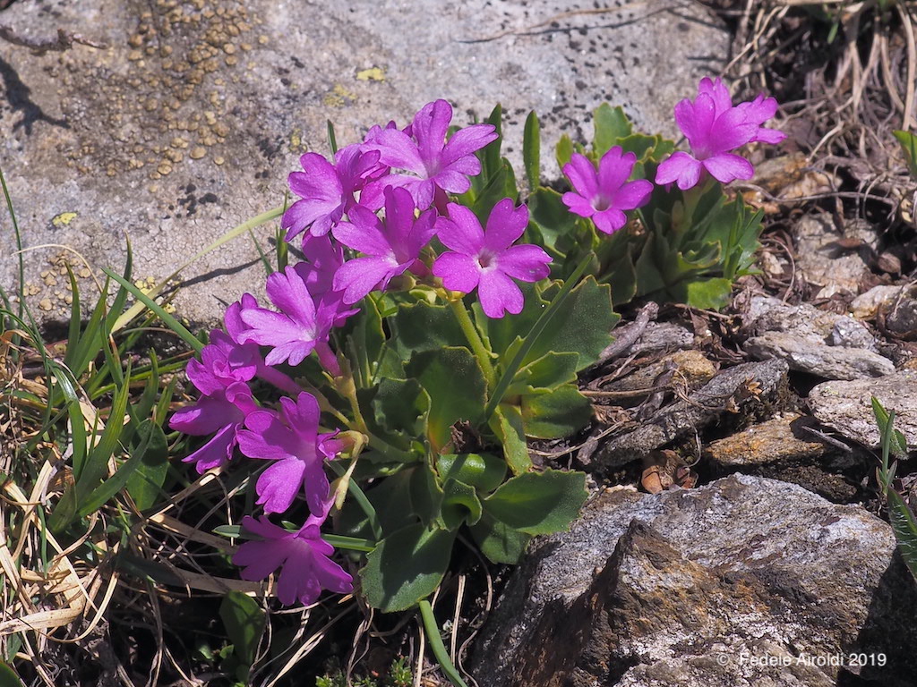 Image of Primula hirsuta All.
