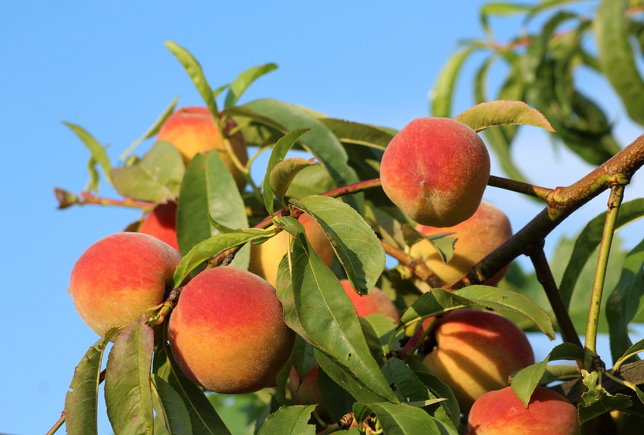 Image of Prunus persica (L.) Batsch