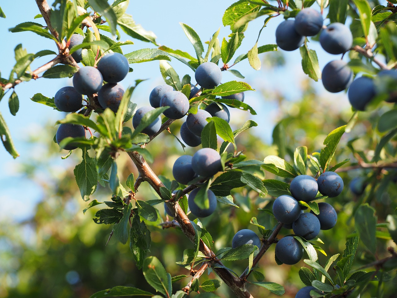 Image of Prunus spinosa L.