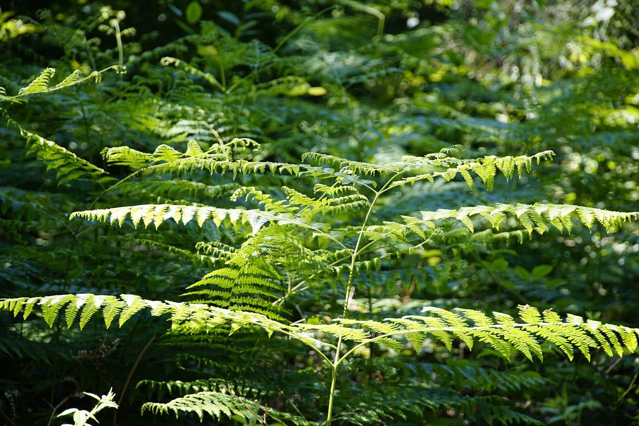 Image of Pteridium aquilinum (L.) Kuhn