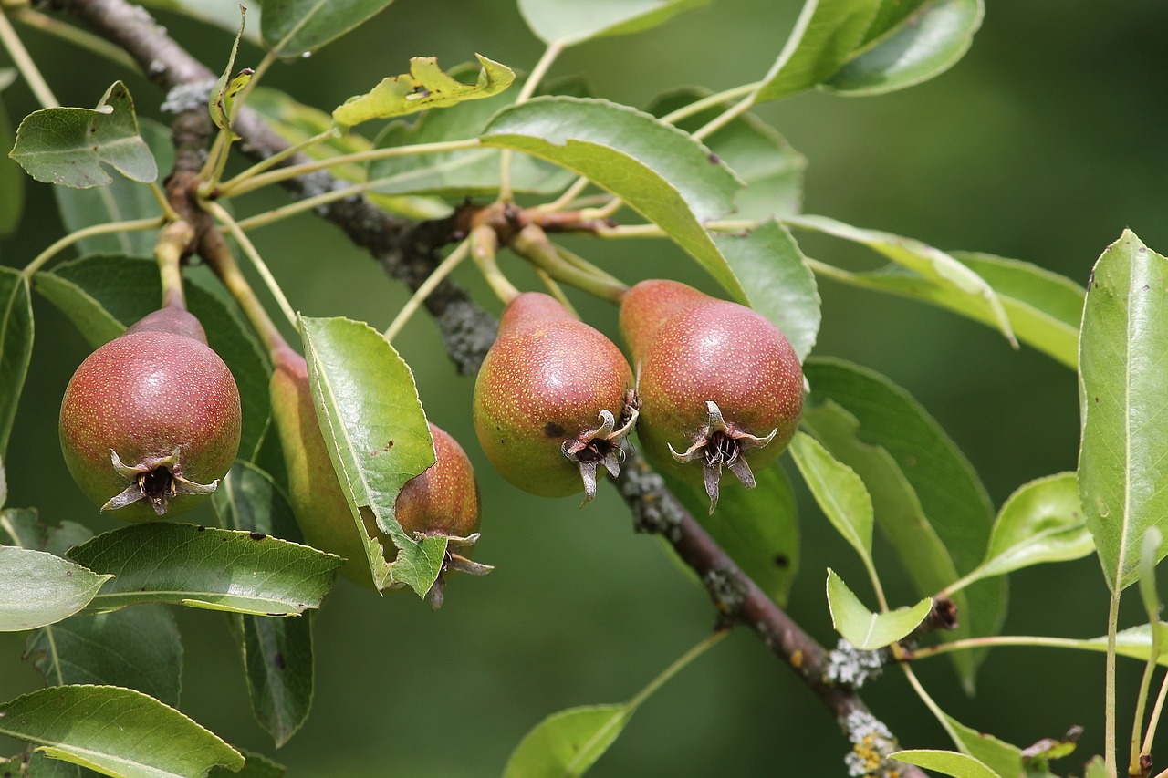 Image of Pyrus communis L.
