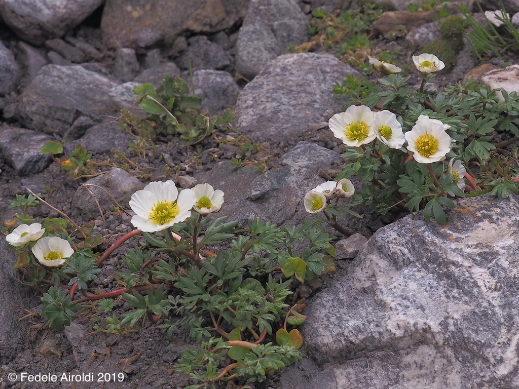 Image of Ranunculus glacialis L.