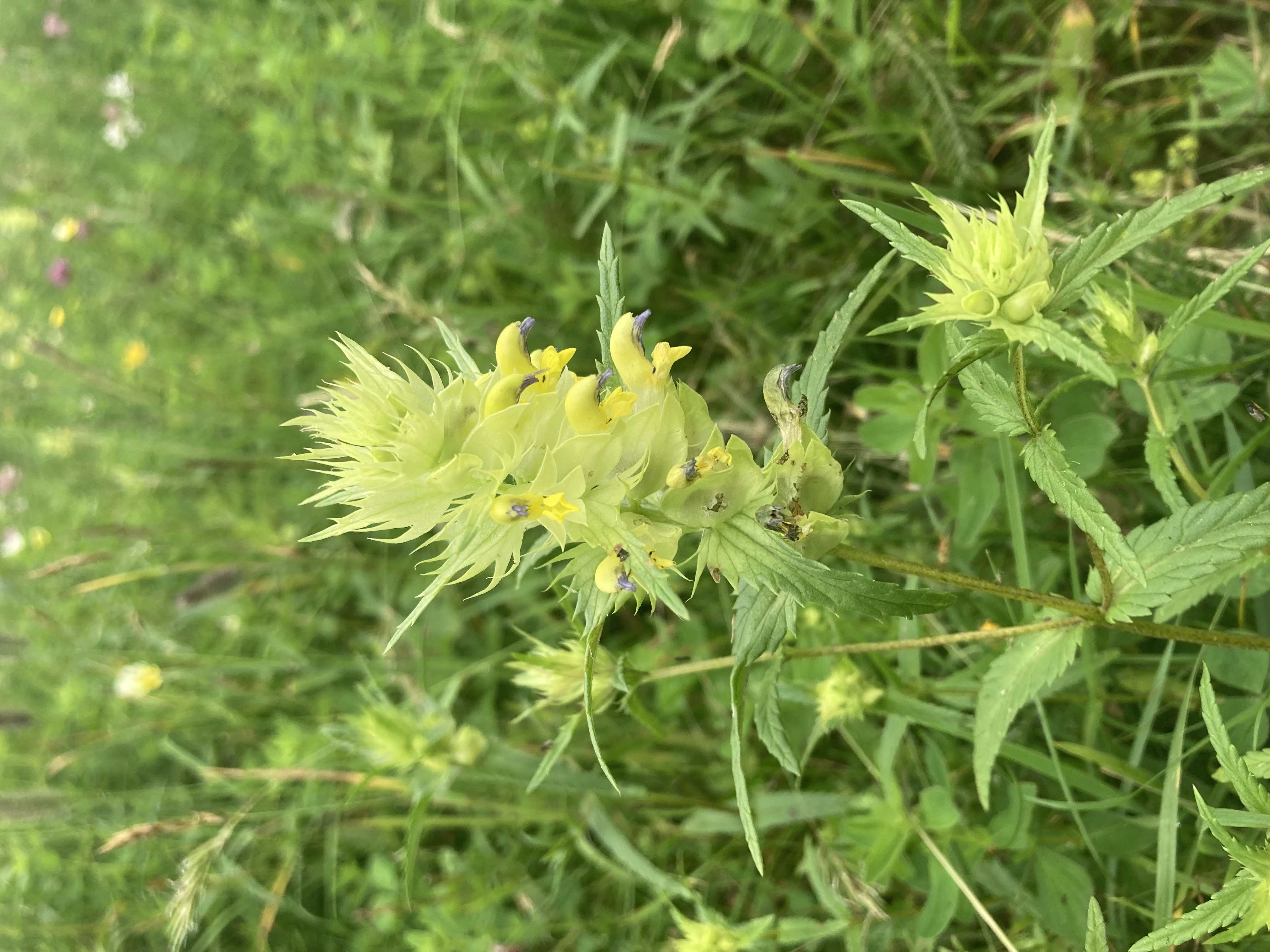 Image of Rhinanthus alectorolophus (Scop.) Pollich