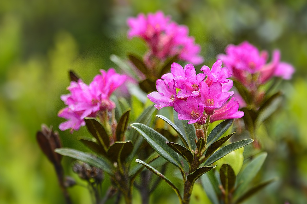 Image of Rhododendron ferrugineum L.