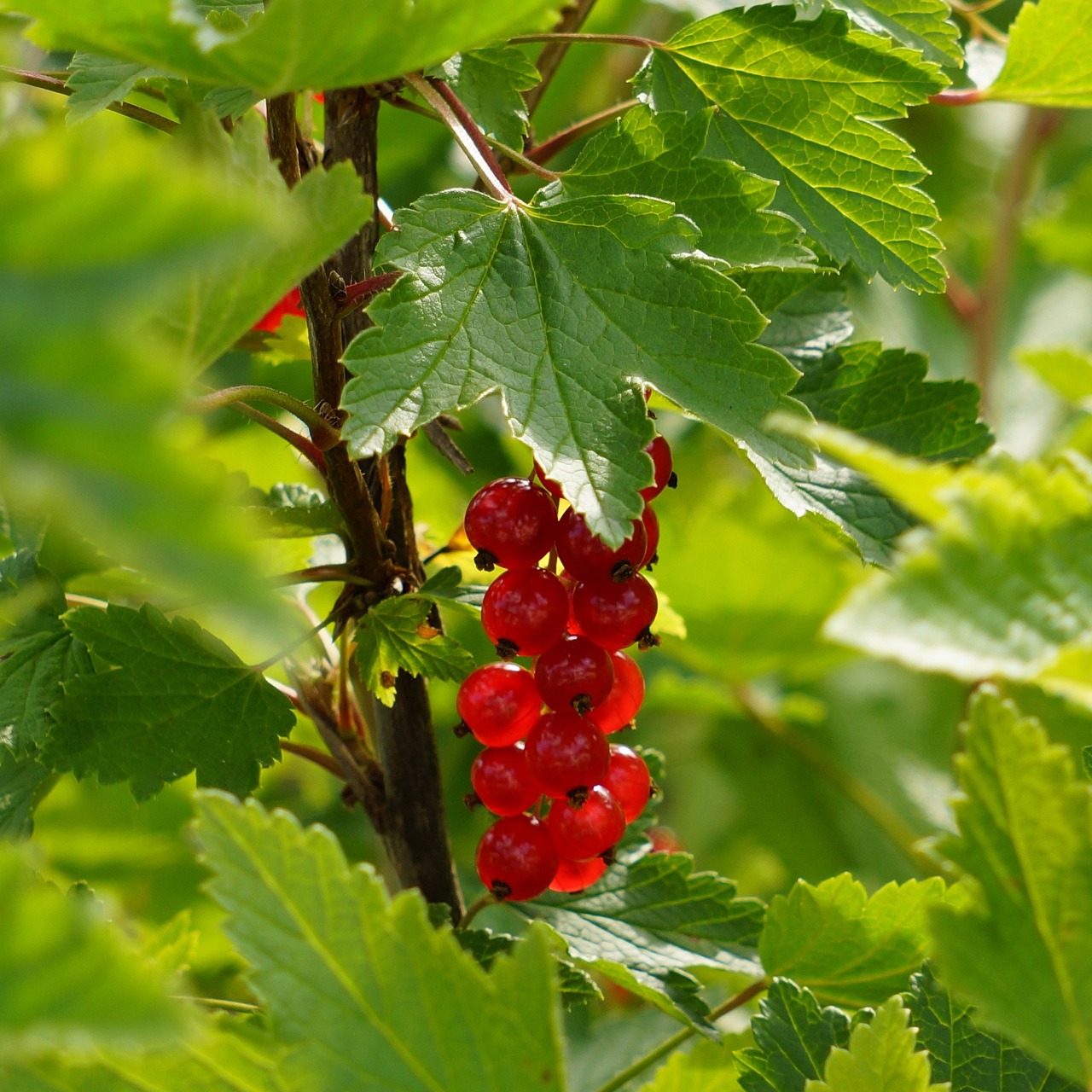 Image of Ribes rubrum L.