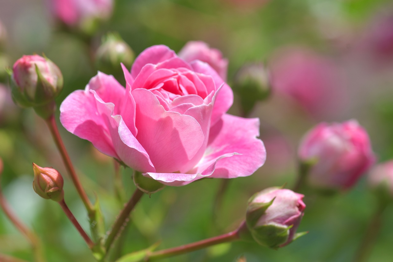 Image of Rosa spp.