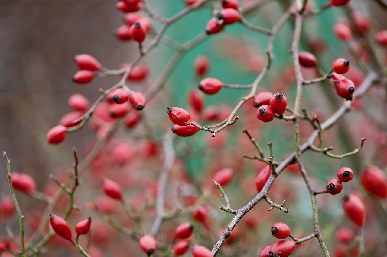 Image of Rosa canina L. & Rosa pendulina L.