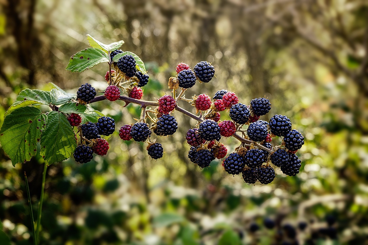 Image of Rubus fruticosus L.