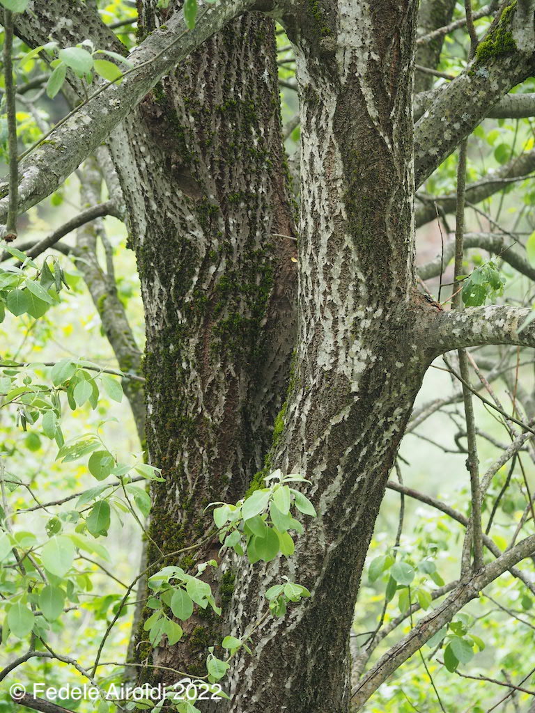 Image of Salix caprea L.