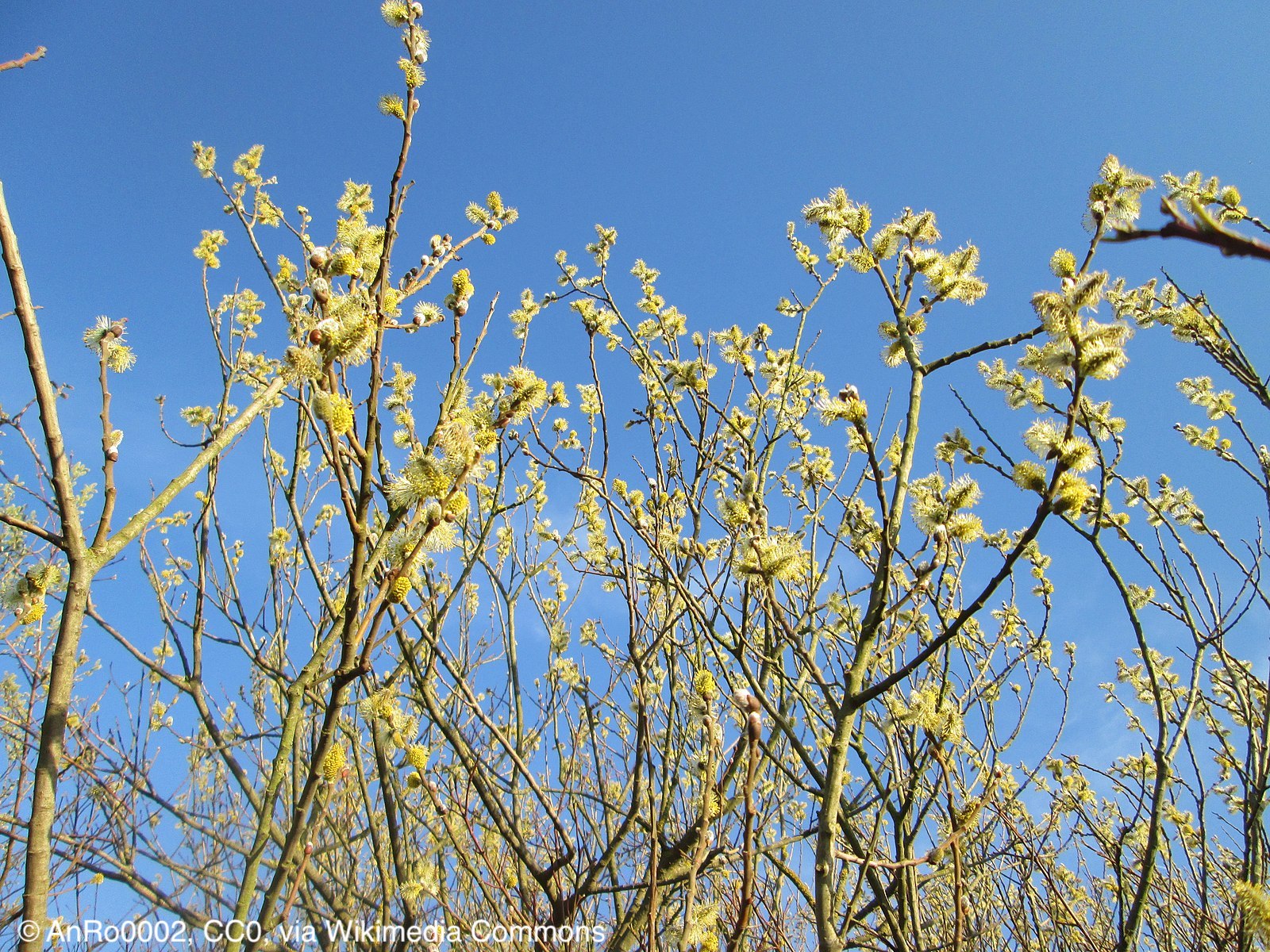 Image of Salix cinerea L.