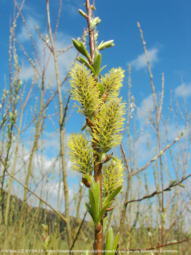 Image of Salix alba L.