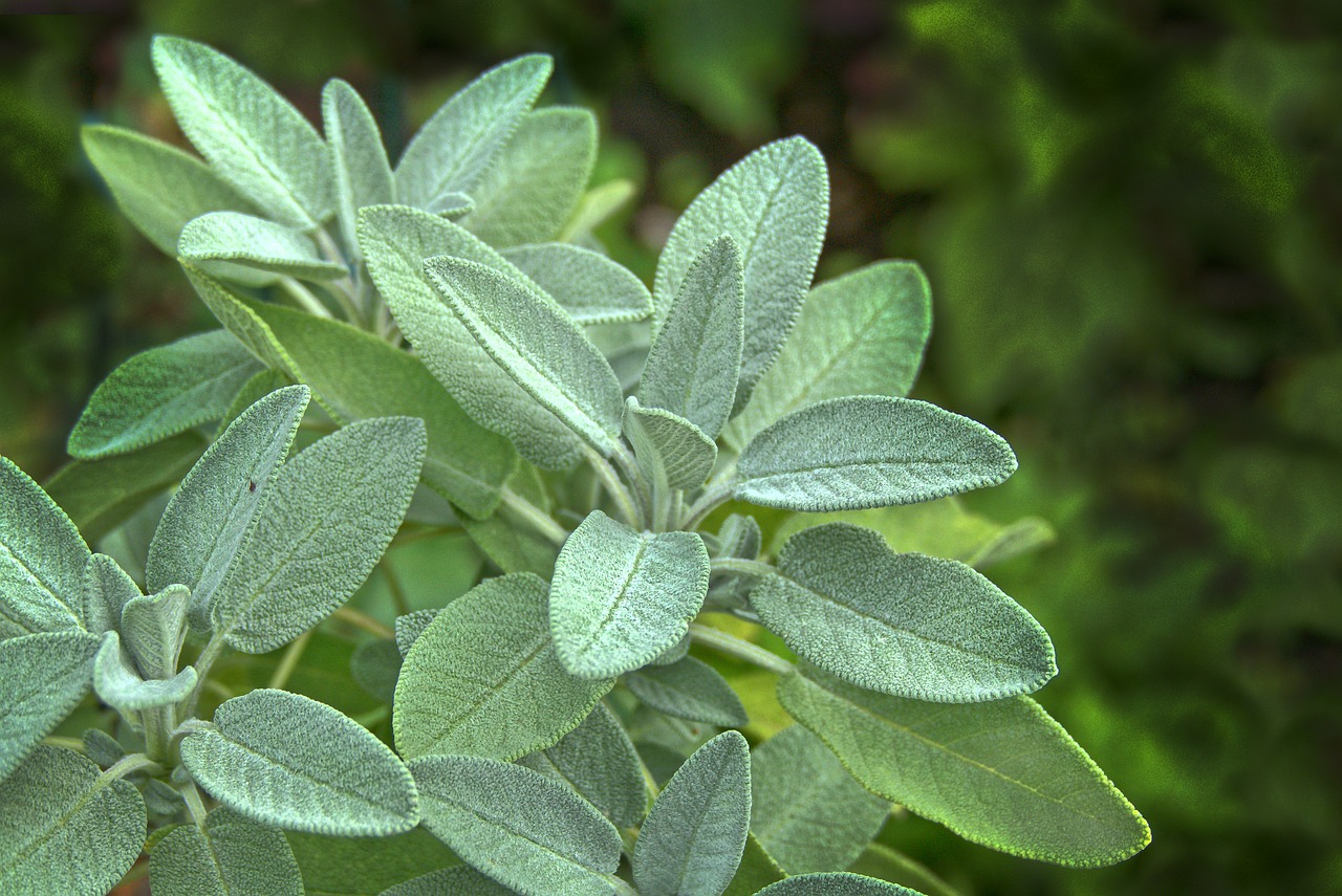 Image of Salvia officinalis L.