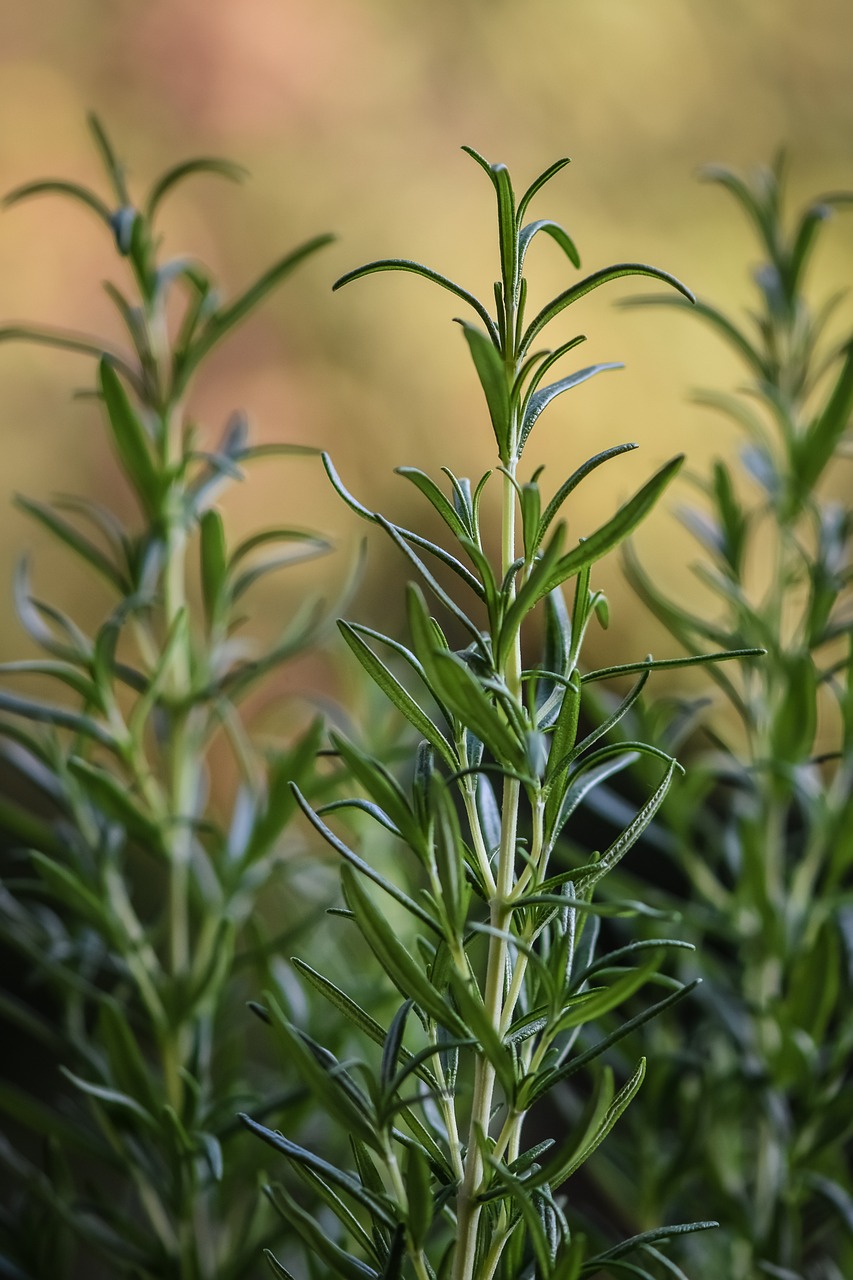 Image of Salvia rosmarinus Spenn.