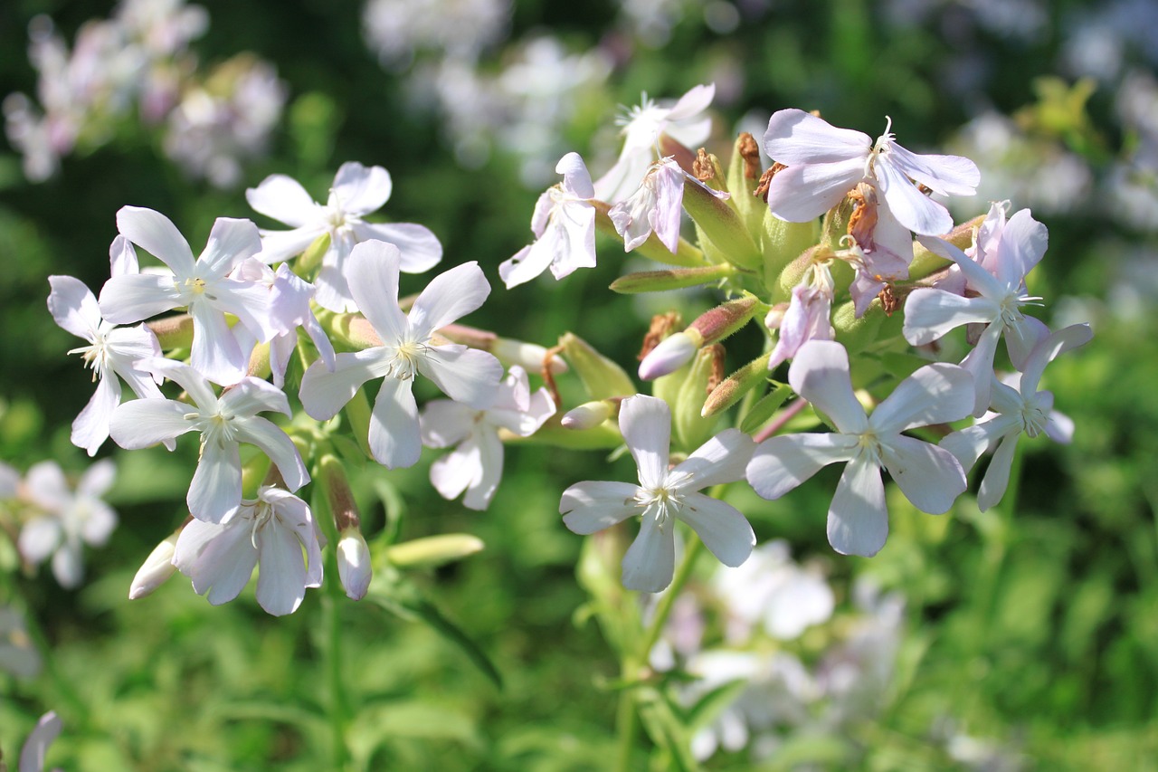 Image of Saponaria officinalis L.