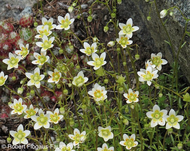 Image of Saxifraga aspera L. & Saxifraga paniculata Mill.
