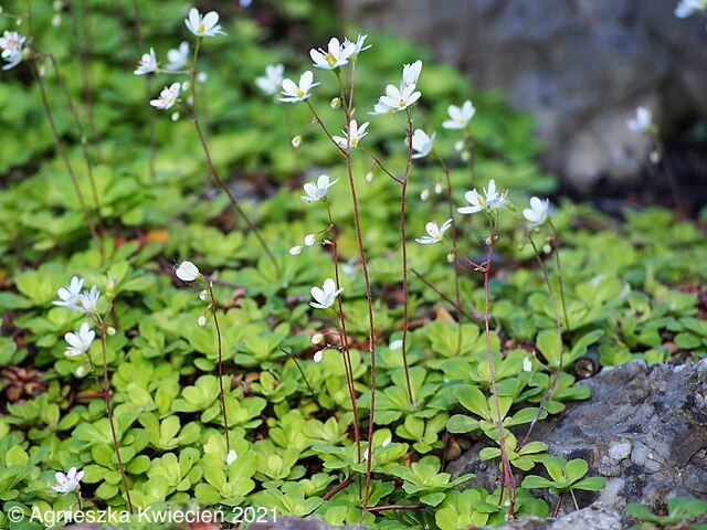 Image of Saxifraga cuneifolia L.