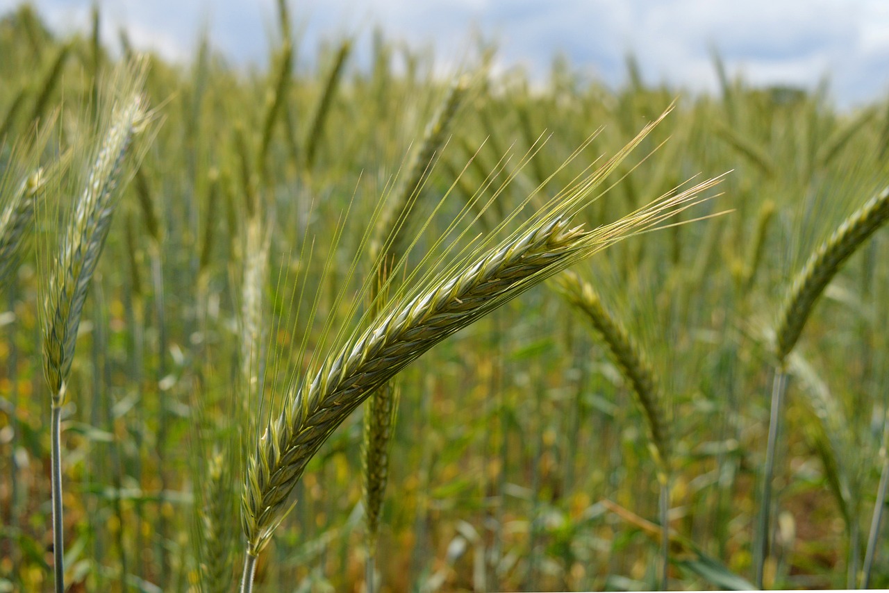 Image of Secale cereale L.