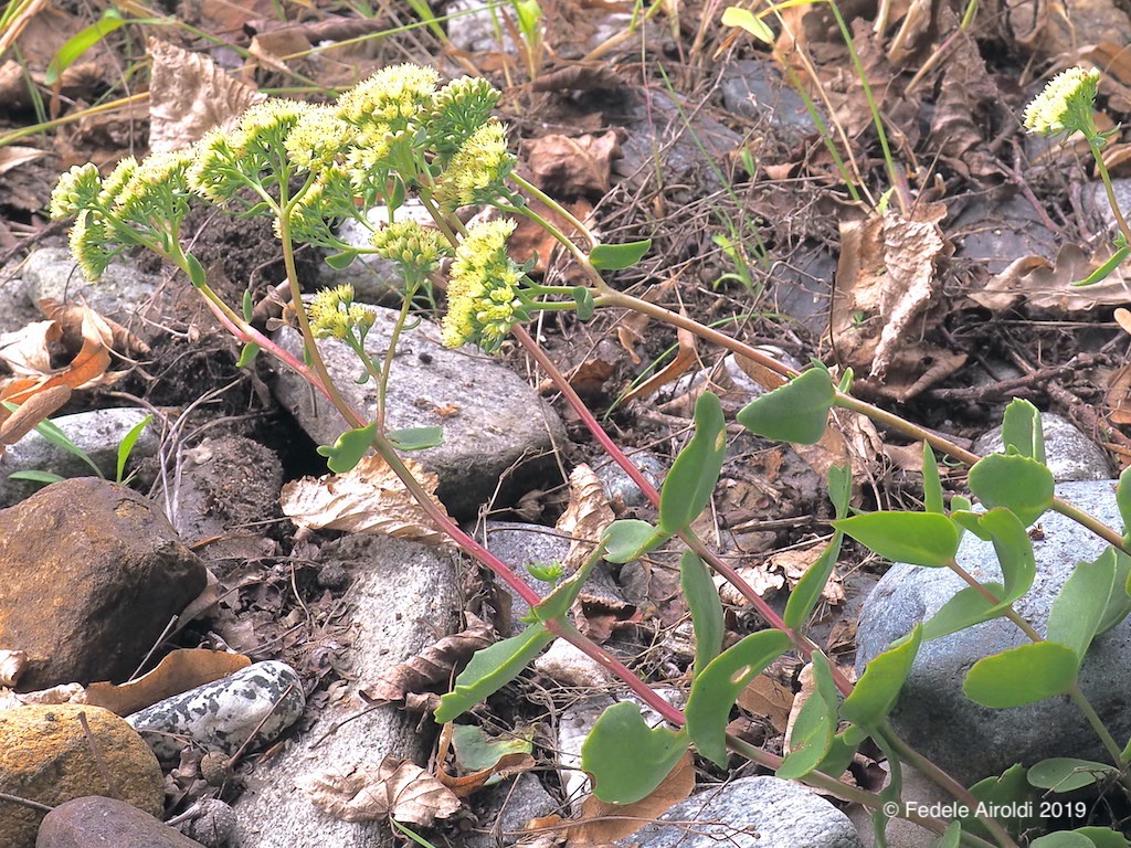 Image of Sedum telephium - Hylotelephium maximum (L.) Holub