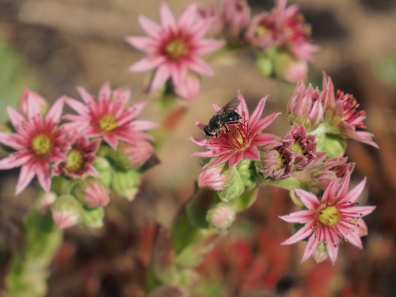 Image of Sempervivum montanum L.