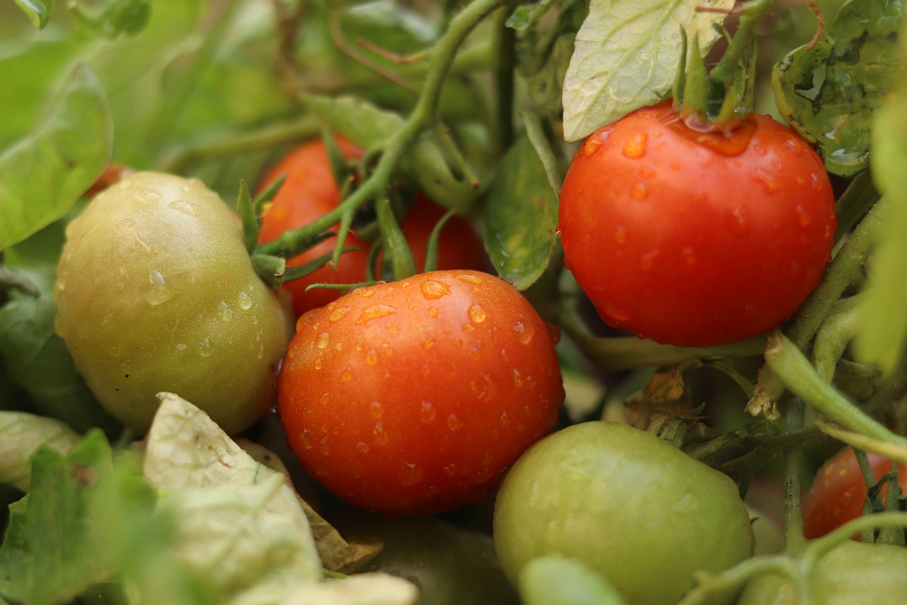 Image of Solanum lycopersicum L.