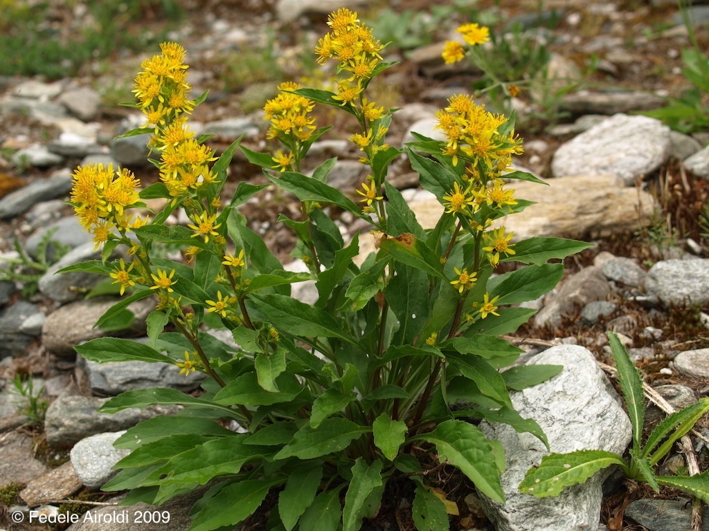 Image of Solidago virgaurea subsp. virgaurea