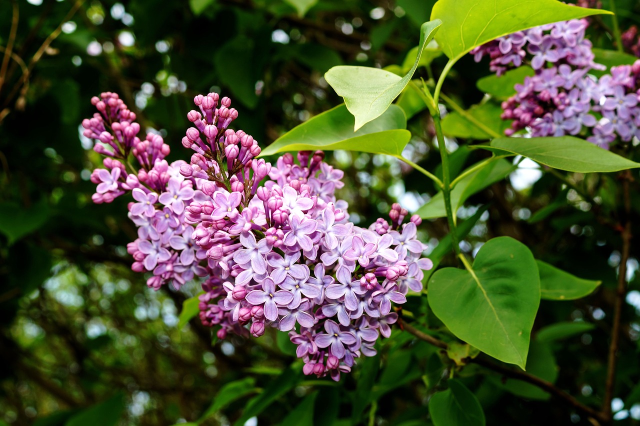Image of Syringa vulgaris L.