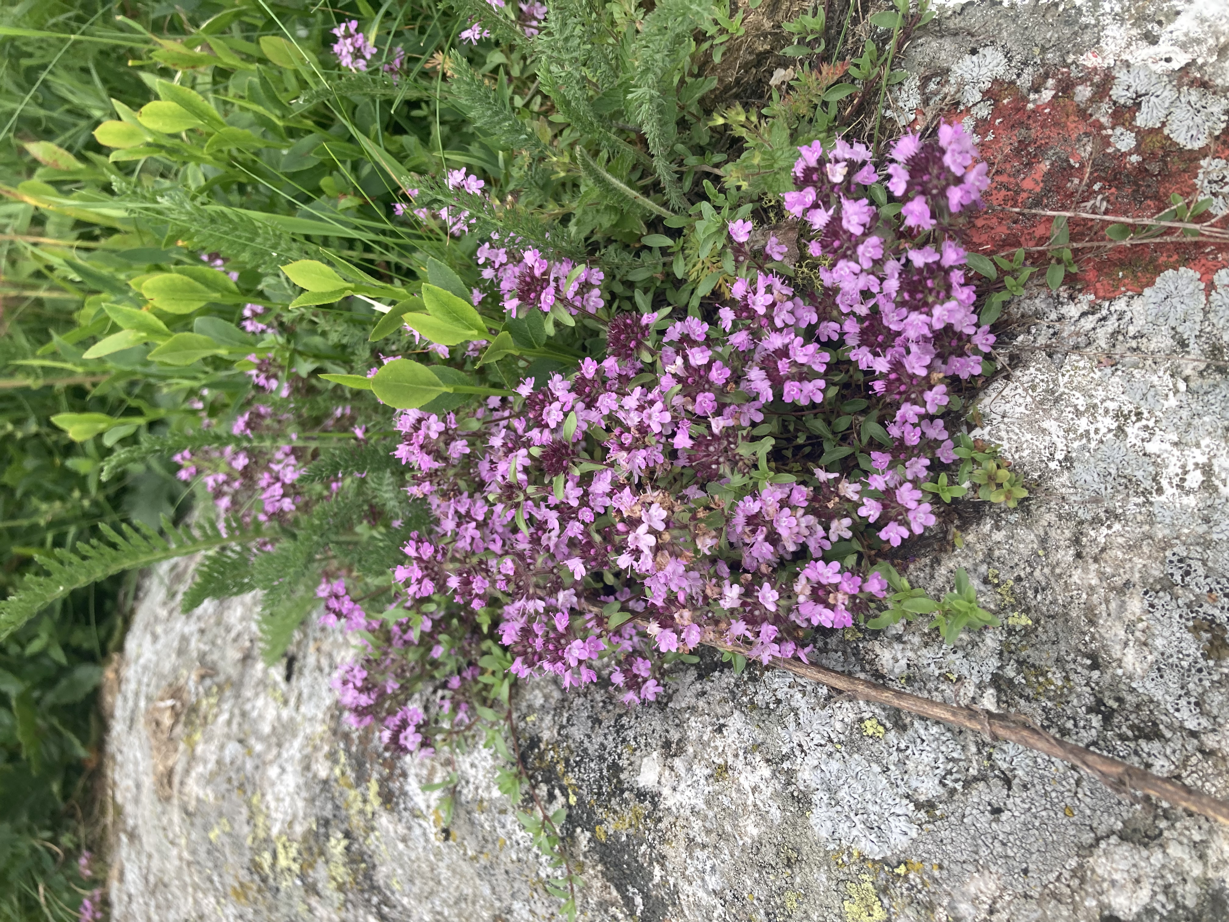 Image of Thymus serpyllum L.