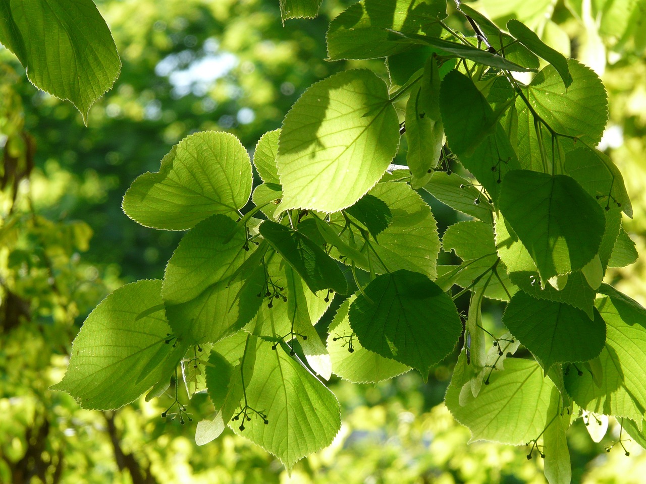 Image of Tilia platyphyllos Scop., Tilia cordata Mill. & Tilia × europaea L.