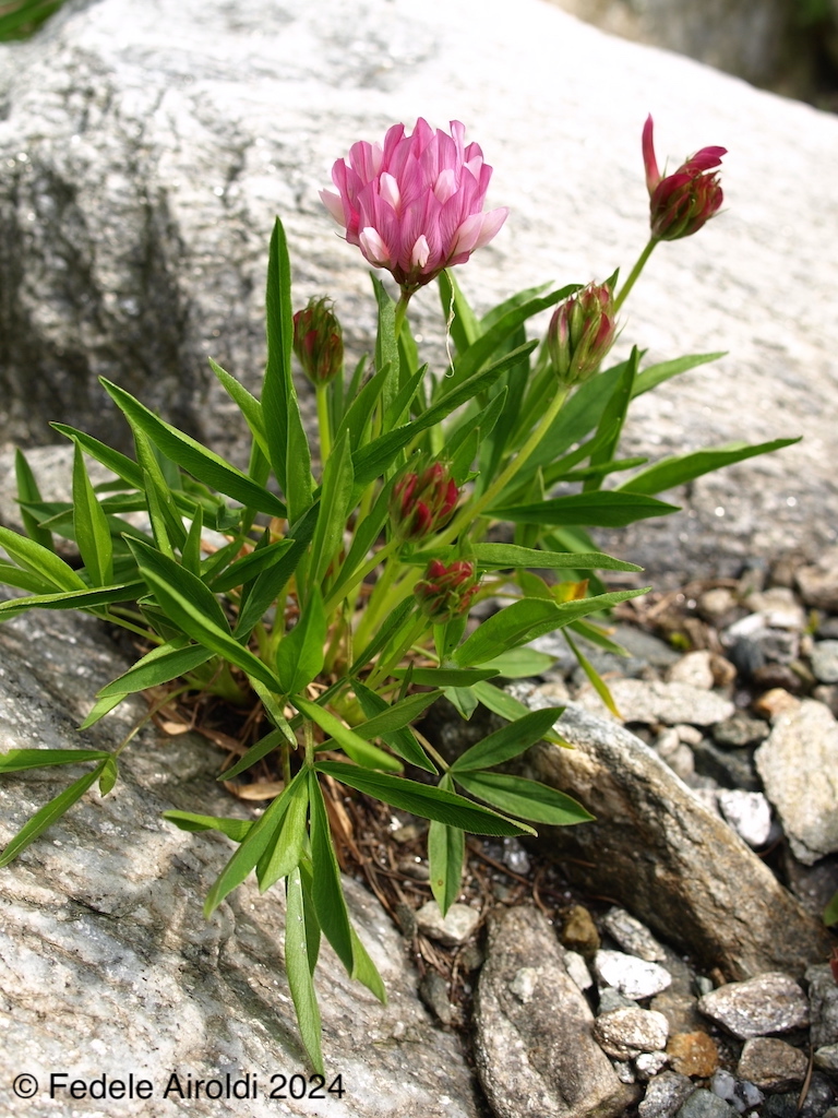 Image of Trifolium alpinum L.