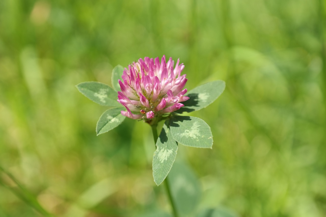 Image of Trifolium pratense L.