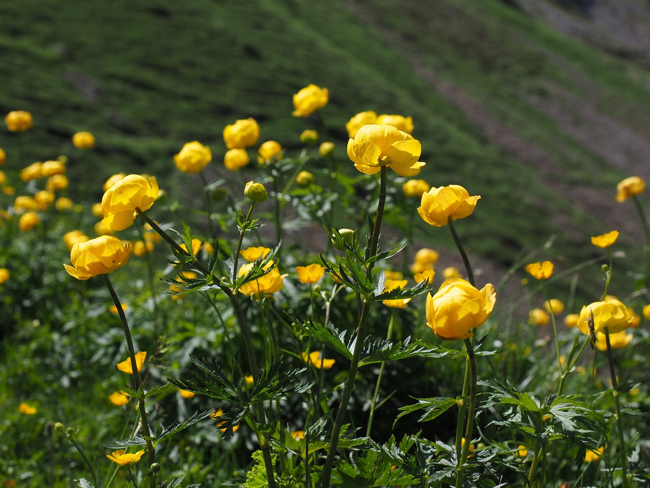 Image of Trollius europaeus L.