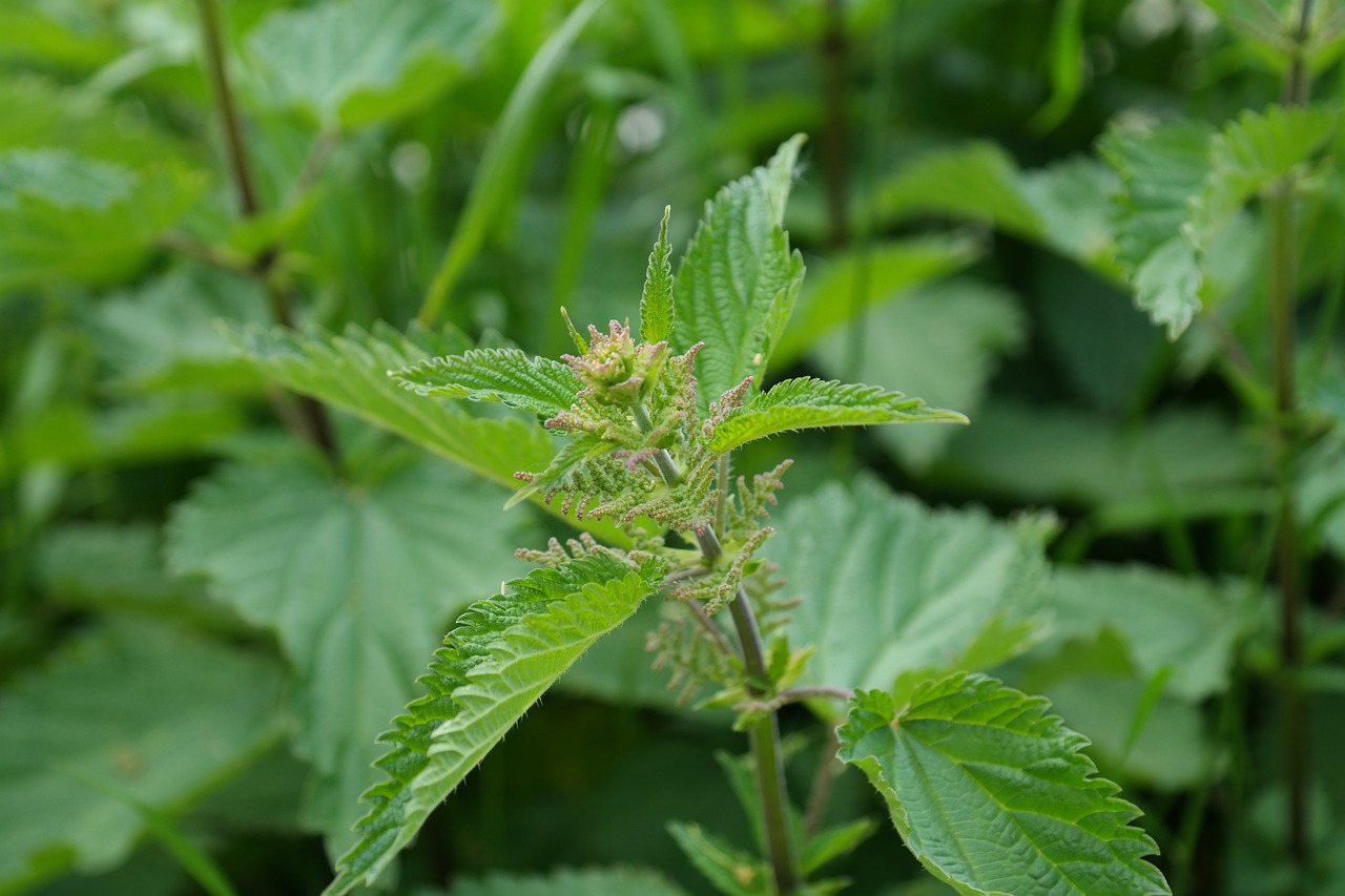 Image of Urtica dioica L.